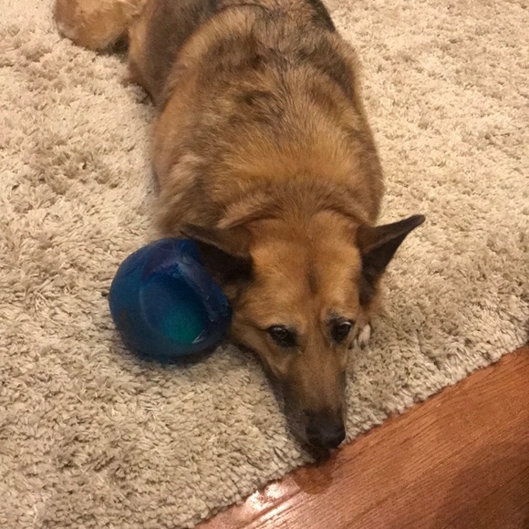 Meet your Posher, Addie - Picture 2 of 2